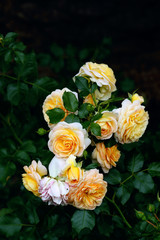 Yellowish-orange roses