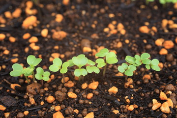 モロヘイヤの新芽