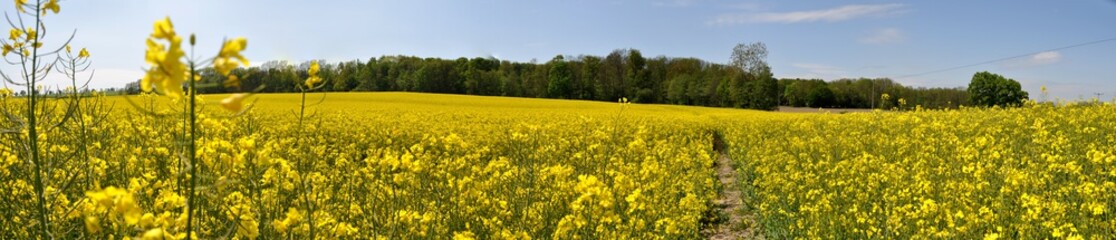 Raps, Alt Pastitz, Putbus, Panoramafoto