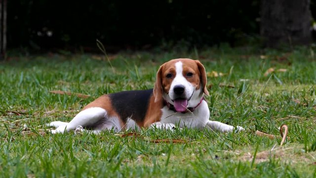 Dog Beagle breed sitting on green grass.
