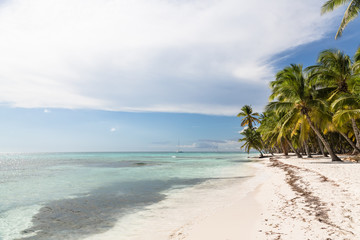 Caribbean beach with palms, paradise island