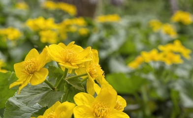 Caltha palustris, first spring flower Adonis vernalis