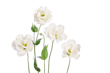 Beautiful eustoma flowers isolated on white background