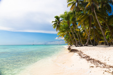 Caribbean beach in Saona island, Dominican Republic