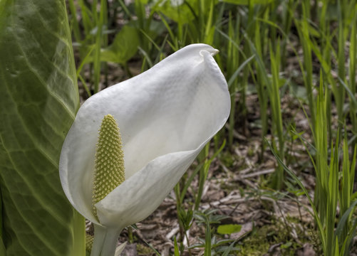 Calla , a flower in the marsh grass