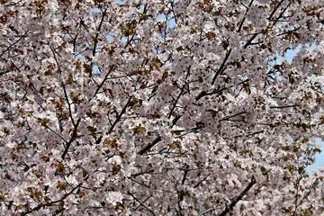 Stickers pour porte Fleur de cerisier 桜  