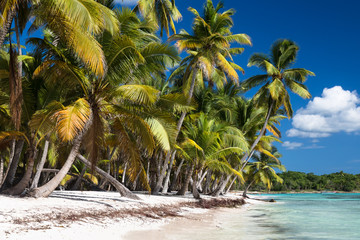 Obraz na płótnie Canvas Sandy Caribbean Beach with Coconut Palm Trees. Saona Island, Dominican Republic
