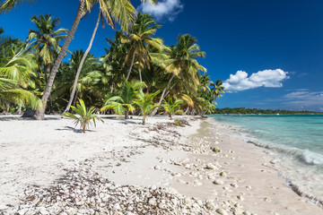 Tropical beach with corals in caribbean sea, Saona island, Dominican Republic