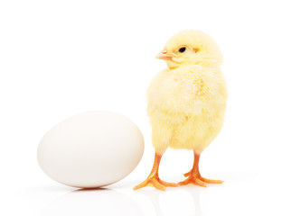 Small yellow chicken near white chicken egg