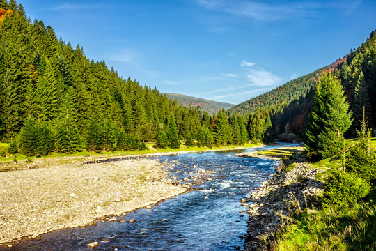 Mountain river among conifer forest
