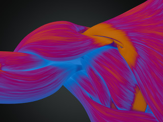Obraz na płótnie Canvas Human anatomy muscle shoulder. 3D illustration.