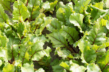 Beet plants.