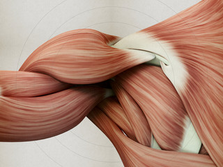 Human anatomy muscle shoulder. 3D illustration. - obrazy, fototapety, plakaty
