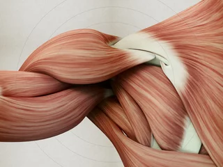 Foto op Canvas Human anatomy muscle shoulder. 3D illustration. © Anatomy Insider