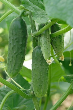 Growing cucumbers in a greenhouse
