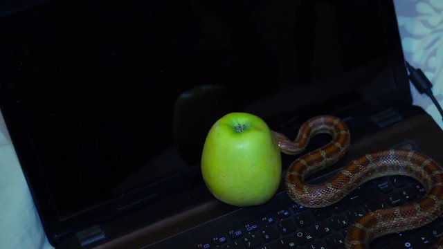 tempter serpent crawling on a laptop