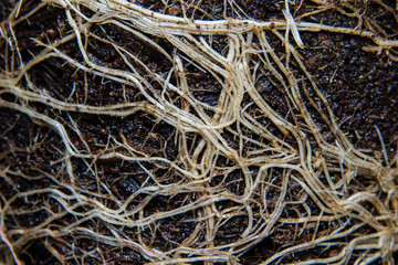 roots and soil