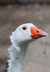 white goose head