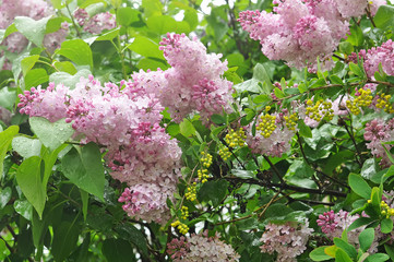 fresh wet lilac flowers