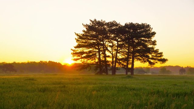 Sunrise in Green Meadow with Six Pines in the Middle in Askania-Nova, Ukraine, Timelapse.
