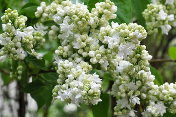 Blossoming branch of a white lilac