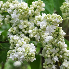 Blossoming branch of a white lilac