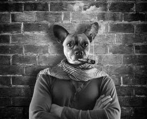 Bad dog /Photomanipulation portrait of a human dog smoking a cigar