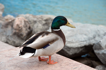 Obraz premium Stockente