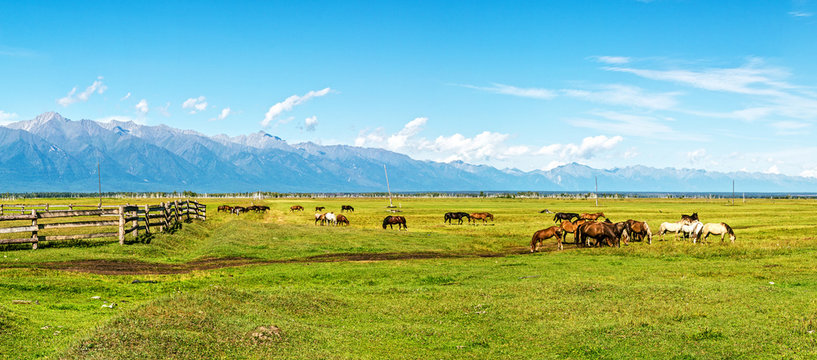 herd of horses grazing in a meadow in Tunka Valley © tilpich