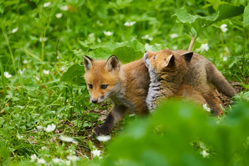 キタキツネの子供
