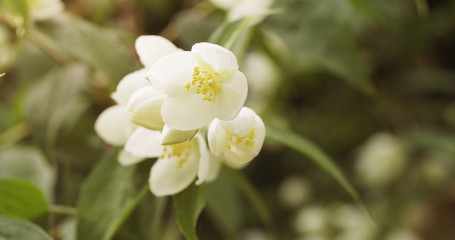 Fototapeta na wymiar jasmine white flowers in sunset light, 4k photo