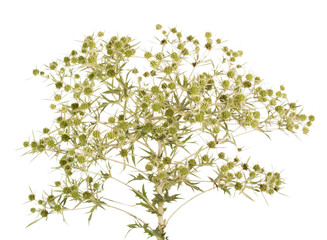 Milk thistle Silybum Marianum isolated on white 