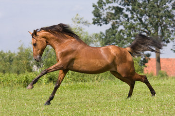 Nice arabian horse running