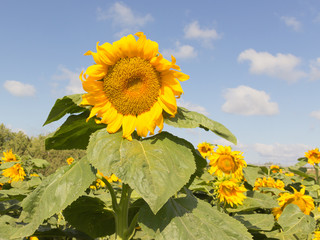 tall sunflower on the field tends to the sun © svarshik