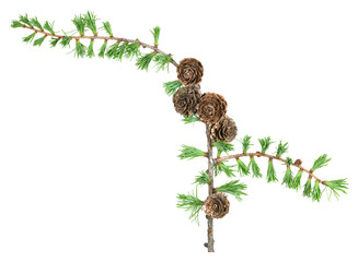 European larch twig, Larix decidua with cones isolated on white background