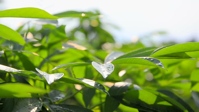  Dolly slider close up cassava leaf in farm Thailand.