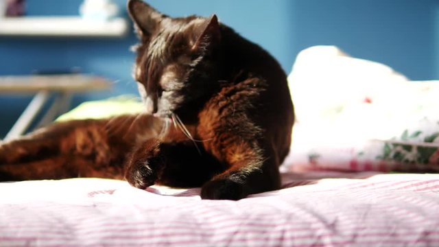 close up shot of Cat sits on the sofa and washes himself after breakfast, 4k uhd 2160p, sunrise sunshine light