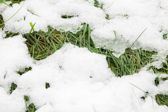 Snow on fresh green grass after snowfall in may