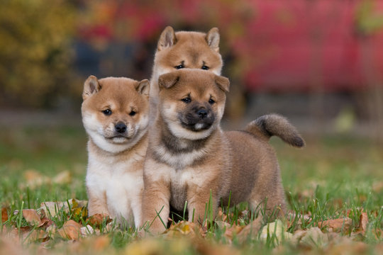 Three nice puppies - shiba-inu