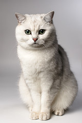 white cat
