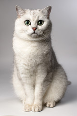 white cat

