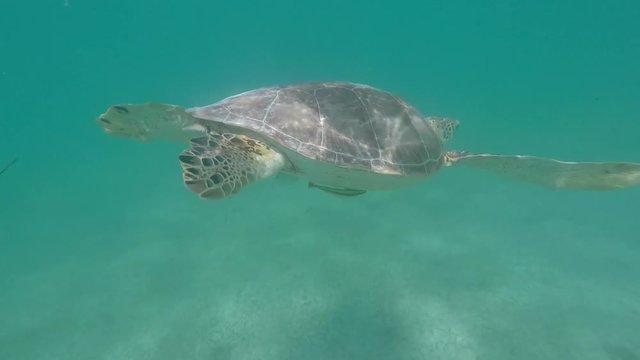 Sea Turtle Swimming In The Sea 