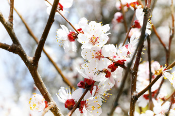 Blooming branches of fruit tree
