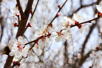 Blooming branches of fruit tree