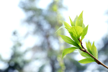 Fototapeta na wymiar Spring green bush close up