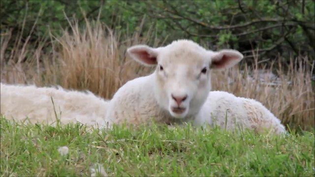 cute white lamb lying in grass
