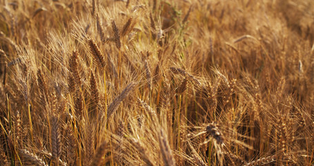 ears of wheat at warm summer sunset light, 4k photo