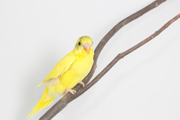 Budgarigar, Budgie Bird