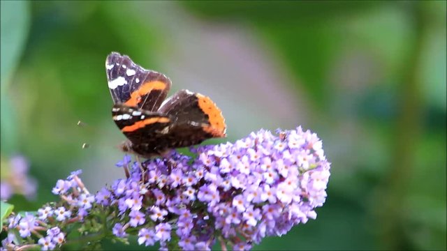 butterfly Admiral  on purple flower lilac
