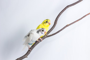 Budgarigar, Budgie Bird